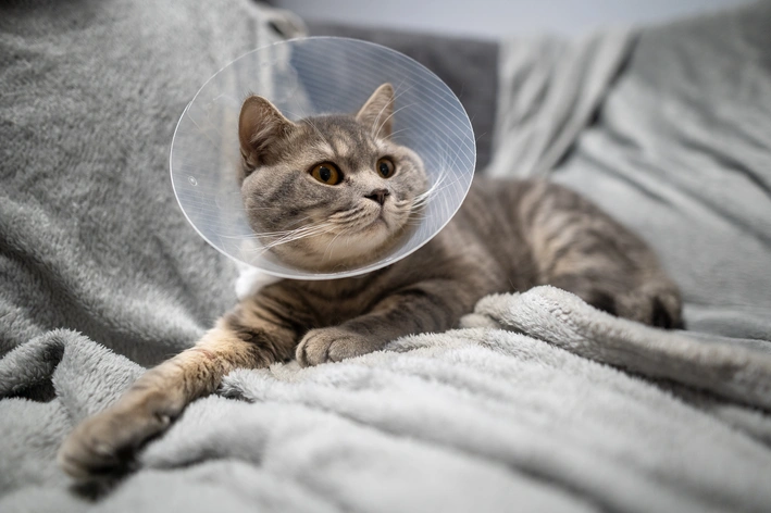 Gato deitado no sofá com colar e aparência de recuperação, uma cena que transmite cuidado e aconchego para felinos machucados ou em recuperação.