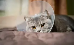 Gato cinza deitado, com colar elizabetano, em ambiente interno tranquilo.