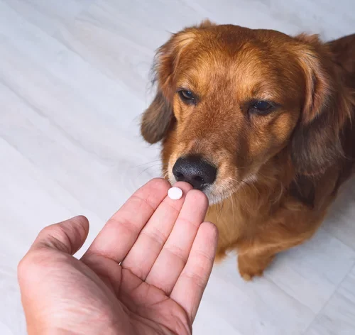 vitamina para cachorro engordar