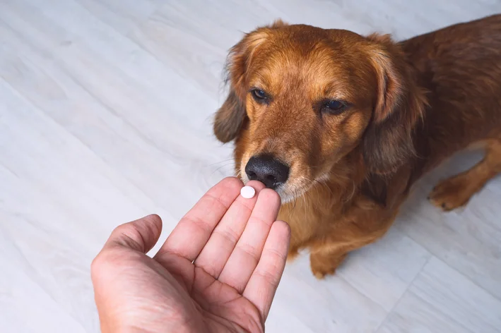 vitamina para cachorro engordar