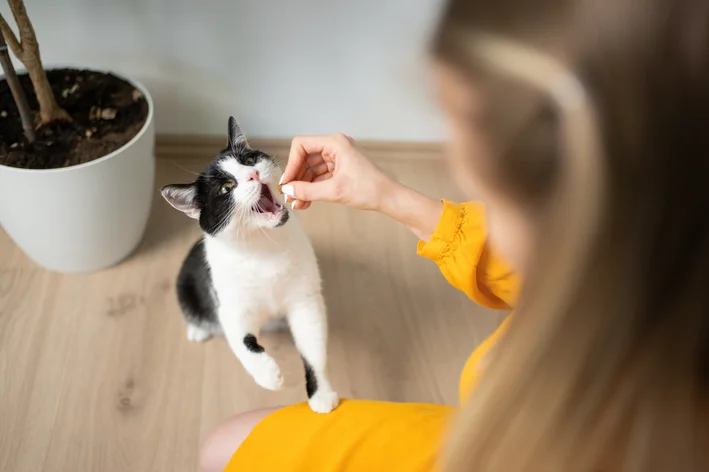 o que comem os gatos