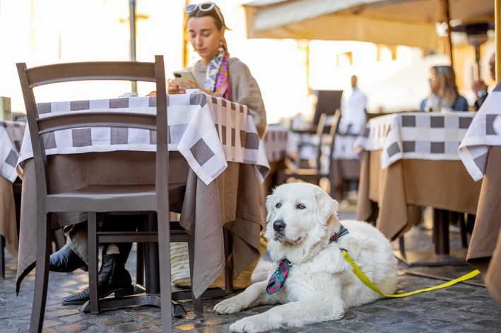 raça de cachorro italiano Pastor Abruzês-Maremano