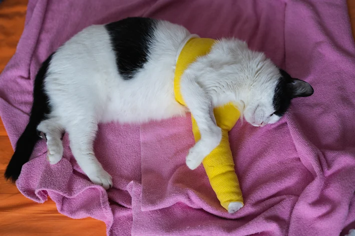 como saber se um gato quebrou a pata