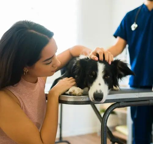 Mulher acariciando cachorro de raça Border Collie em consulta veterinária, com veterinarian ao fundo, em ambiente clínico bem iluminado.