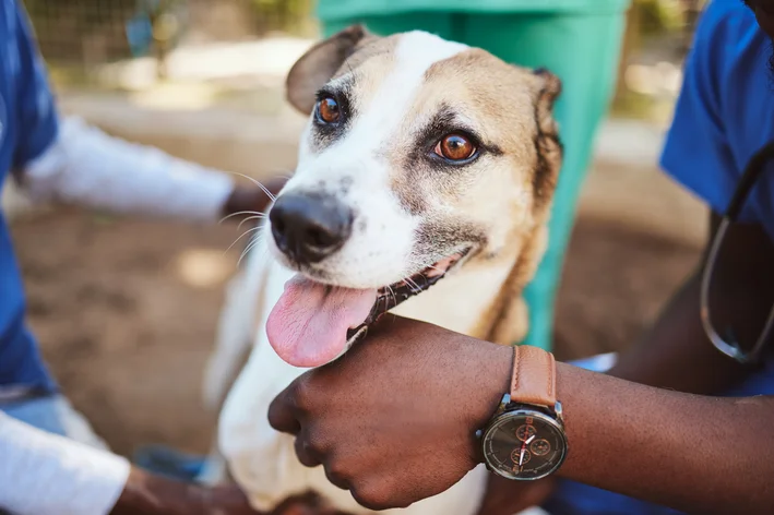 câncer de pele em cachorro como tratar