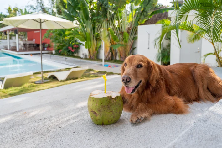 coco para cachorro