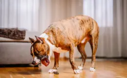 cachorro vomitando sangue