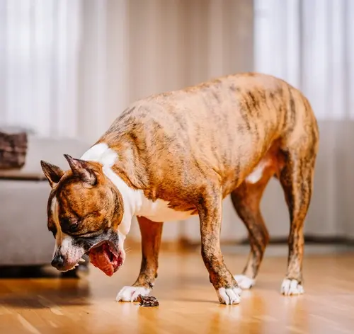 cachorro vomitando sangue
