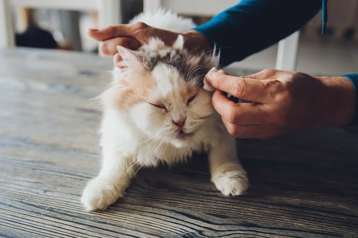 conjuntivite nos gatos