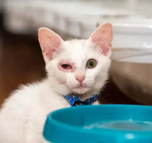 Conjuntivite em gatos