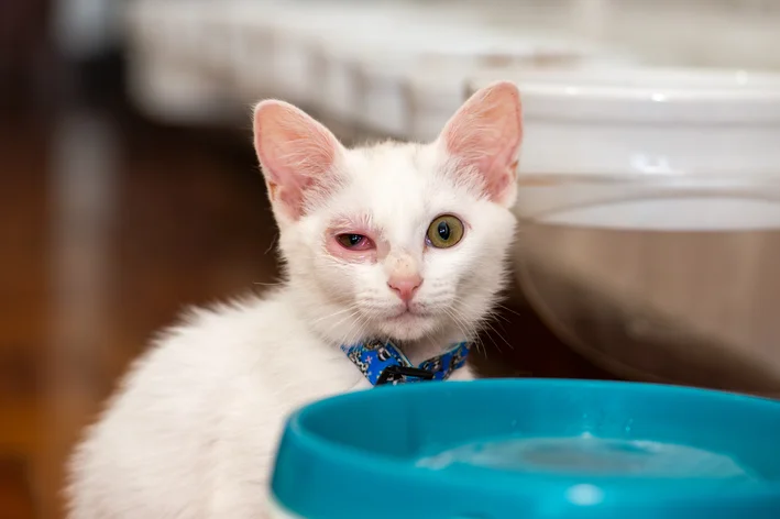 Conjuntivite em gatos