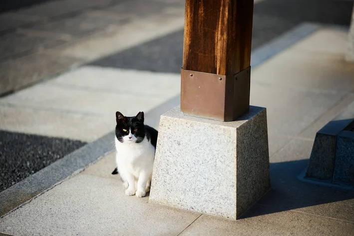 gato desaparecido