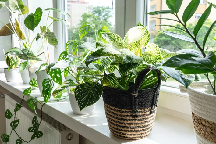 planta que purifica o ar Filodendro planta para quarto