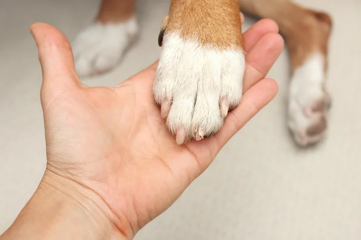 Câncer de pele em cachorro