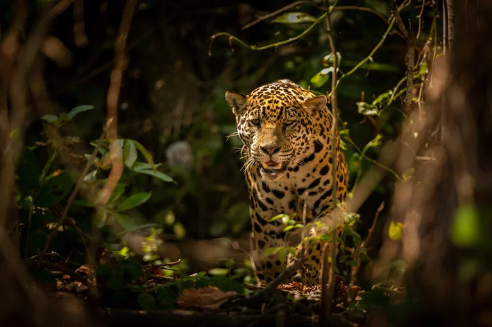 preservação dos animais carnívoros