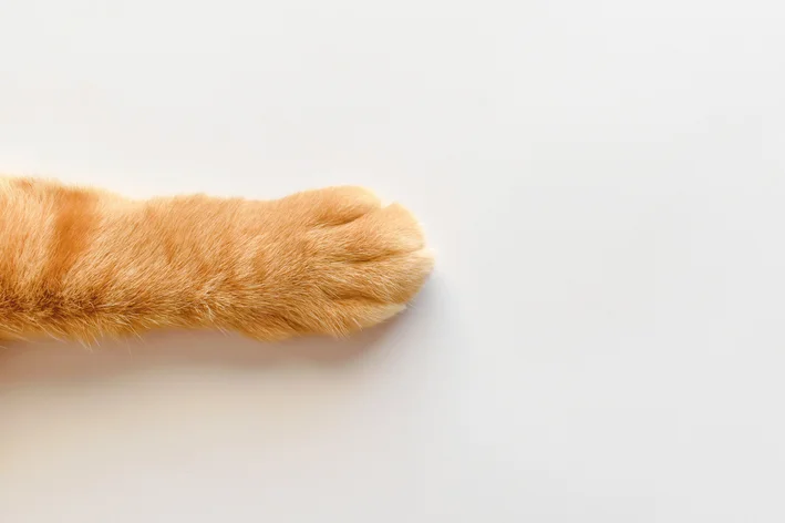 pata de gato
