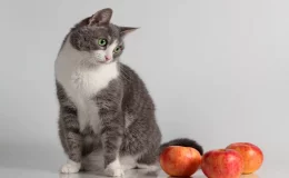 Gato pode comer maçã