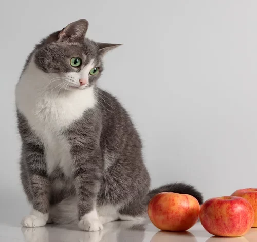 Gato pode comer maçã