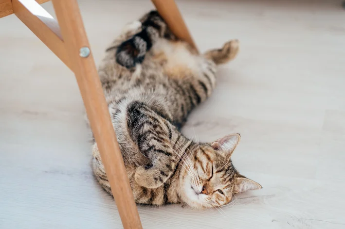 como acalmar gato no cio