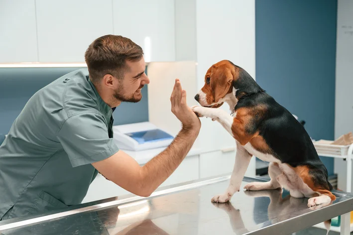 Veterinário interagindo com cachorro no consultório veterinário. Foto de um profissional de saúde animal brincando com um cão de grande porte, evidenciando cuidado e atenção ao bem-estar do pet.