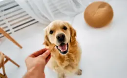 Cachorro Golden Retriever recebendo recompensa em ambiente interno com objetos decorativos ao fundo.
