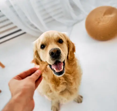 Cachorro Golden Retriever recebendo recompensa em ambiente interno com objetos decorativos ao fundo.