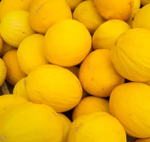 calopsita pode comer melão