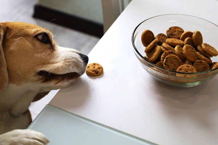Cachorro brincando com biscoitos em uma tigela de vidro, mostrando sua curiosidade por petiscos caninos em um ambiente doméstico