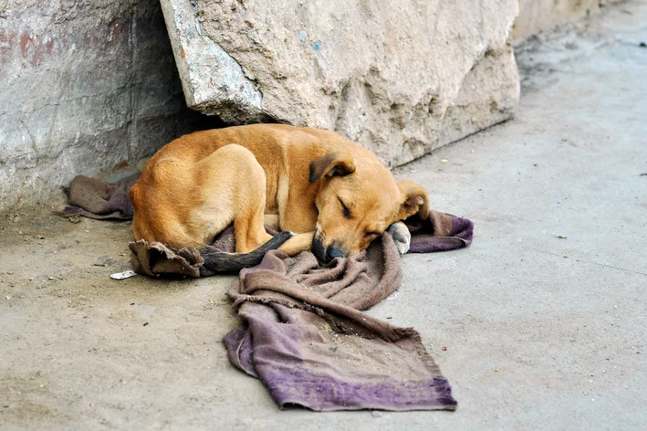 cachorro abandonado na rua