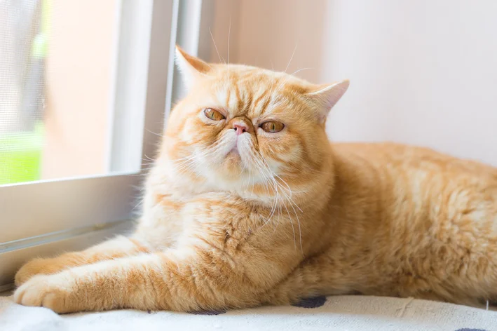 gato Exotic Shorthair 