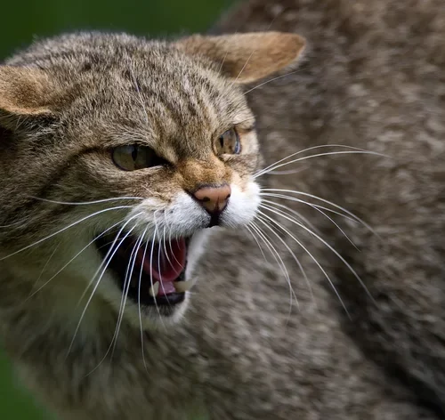 gato rosna