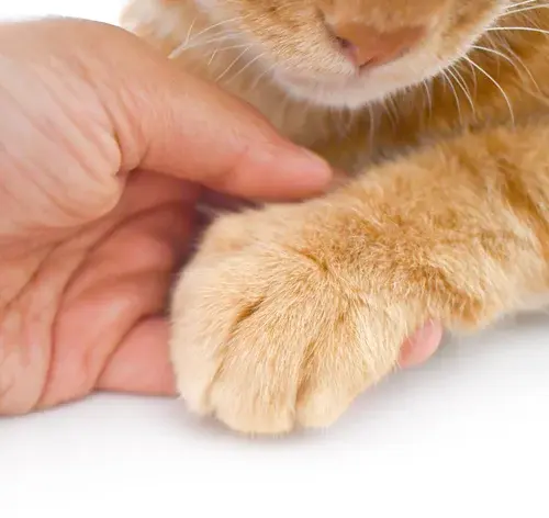 como saber se o gato quebrou a pata
