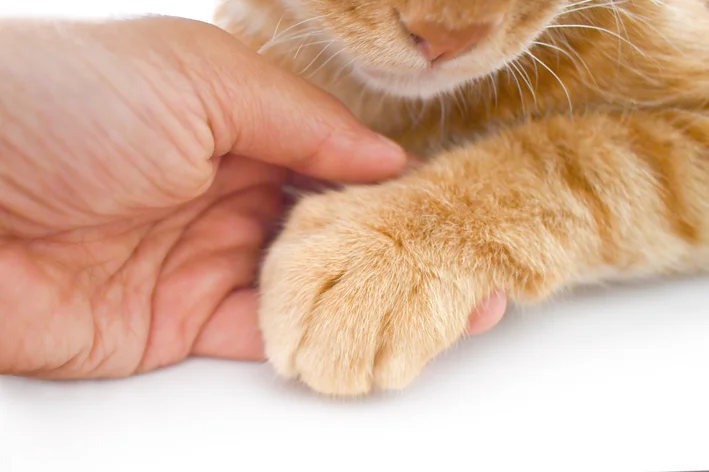 como saber se o gato quebrou a pata