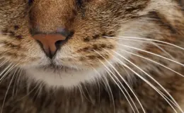 gato com foco no focinho e bigodes brancos, destacando a textura da pele e pelagem.