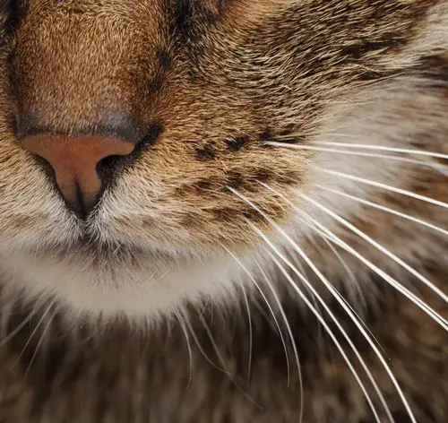 gato com foco no focinho e bigodes brancos, destacando a textura da pele e pelagem.