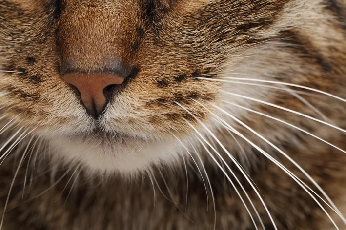 gato com foco no focinho e bigodes brancos, destacando a textura da pele e pelagem.