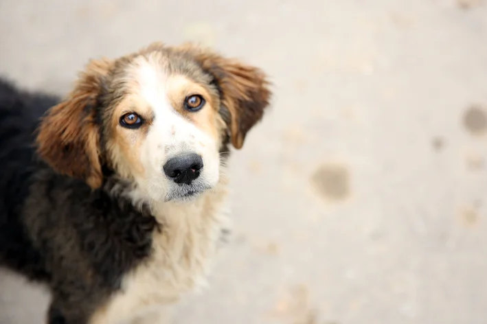 pet abandonado