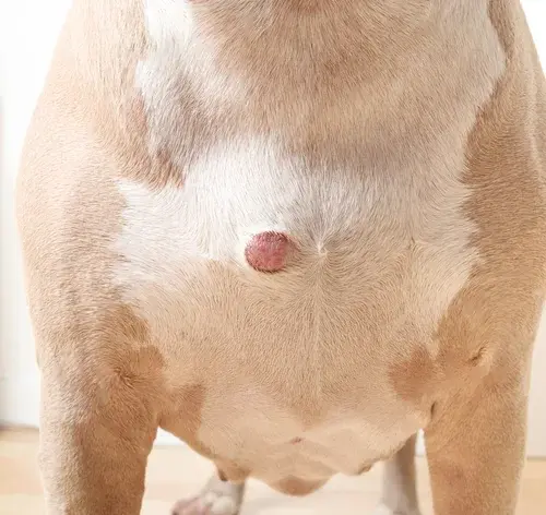 abscesso em cachorro