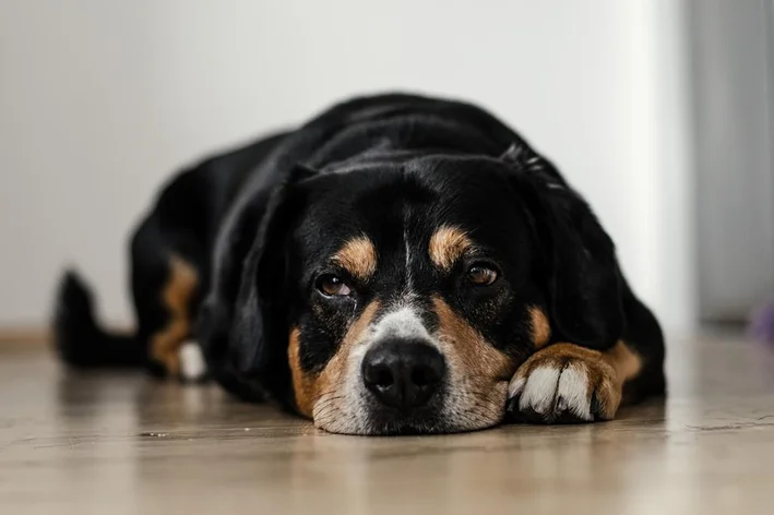 cachorro doente deitado no chão