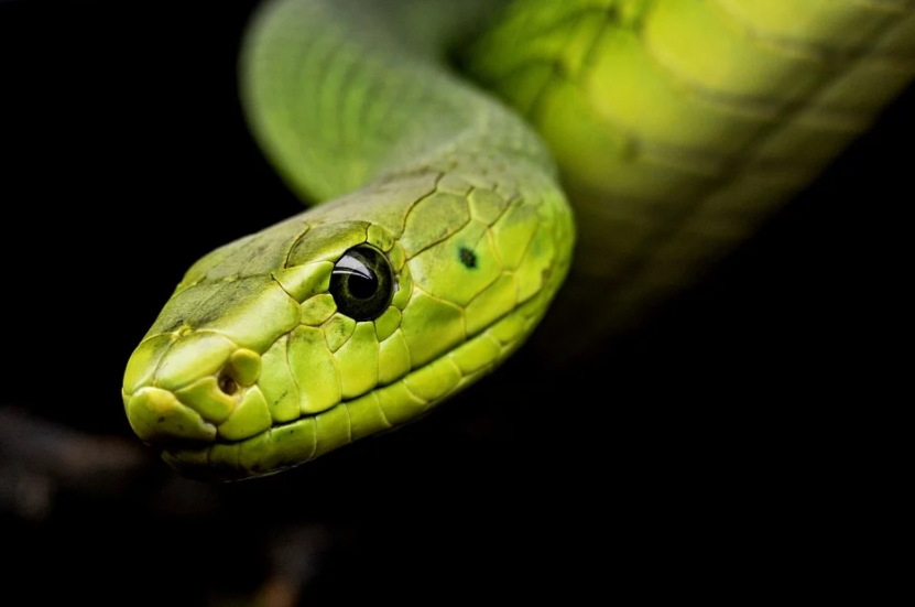 diferença entre cobra e serpente