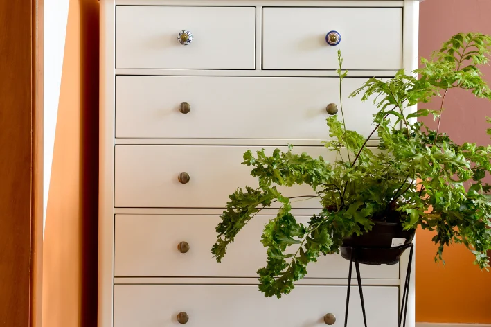 plantas para quarto Árvore-da-felicidade