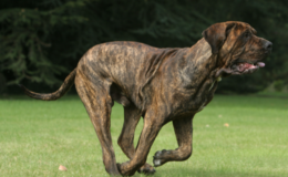 cachorro fila brasileiro correndo