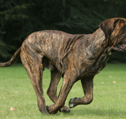 cachorro fila brasileiro correndo
