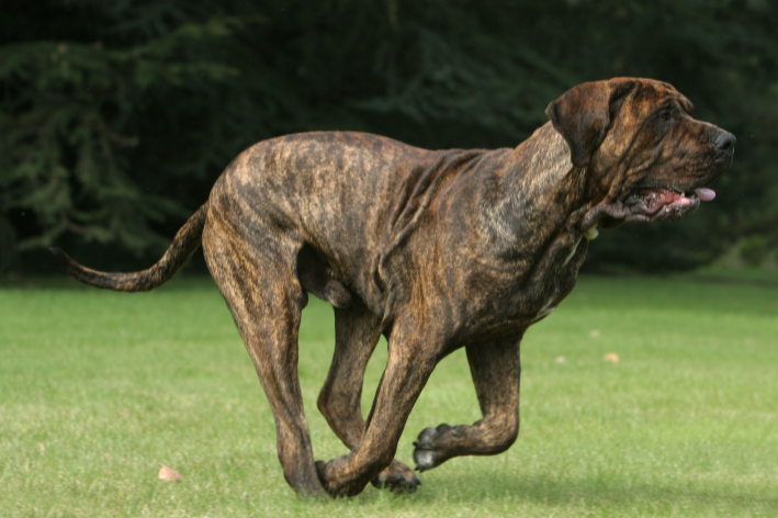 cachorro fila brasileiro correndo