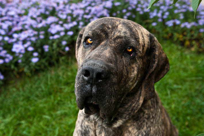 Fila Brasileiro no jardim