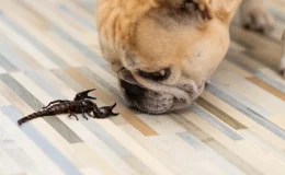 picada de escorpião em cachorro