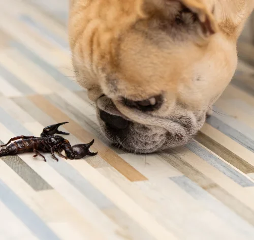 Picada de escorpião em cachorro: o que fazer na hora?