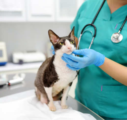 gato com falta de ar