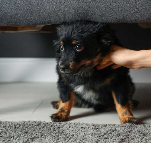 cachorro tremendo o que pode ser