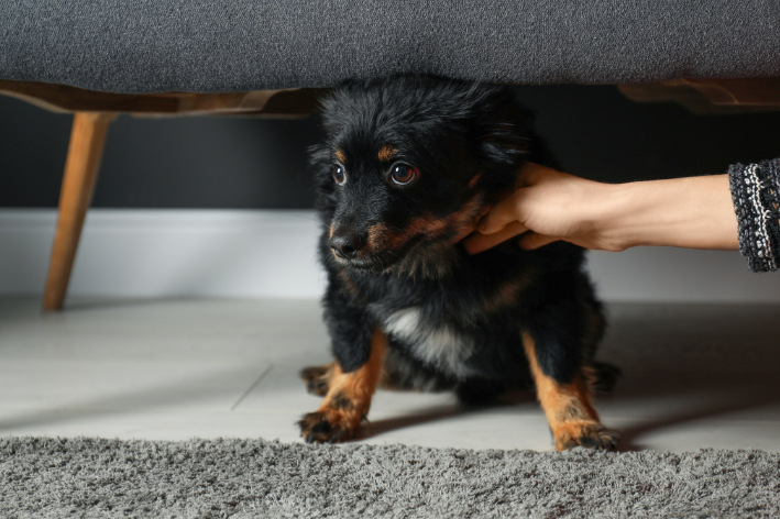 cachorro tremendo o que pode ser